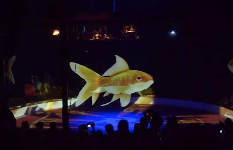 hologramas de animales