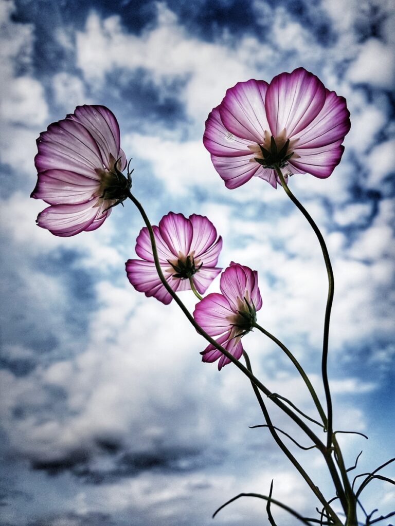 Cómo identificar una planta a partir de una foto existente